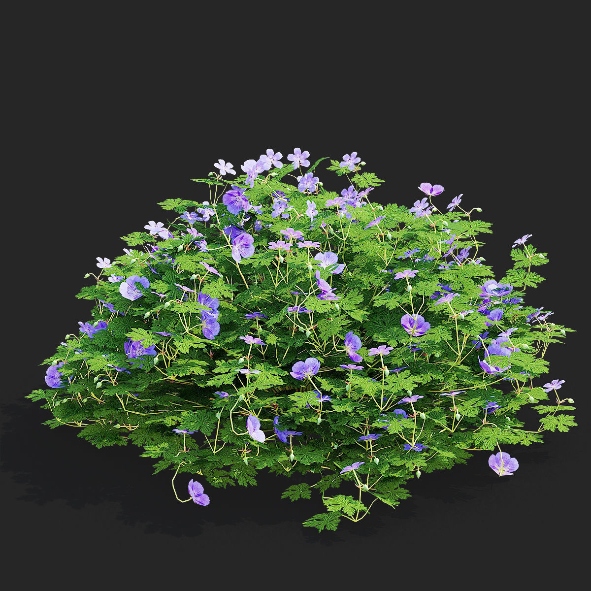 Geranium hybride Rozanne 2 3D model_7