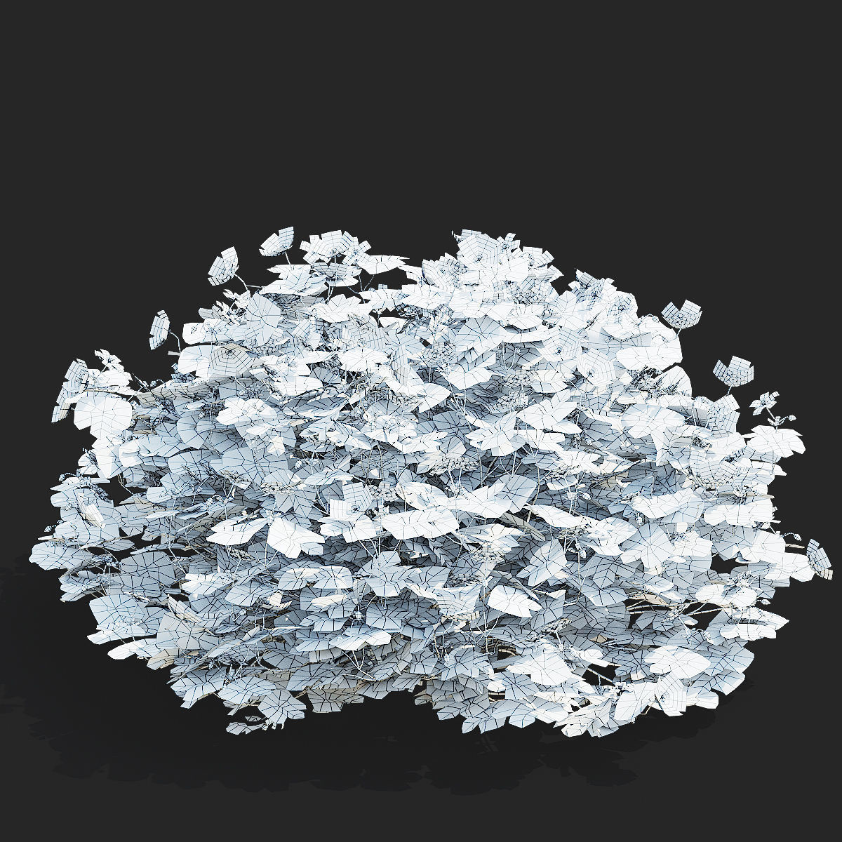 Geranium hybride Rozanne 2 3D model_11