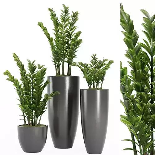 Indoor Plant Set V4 3D model