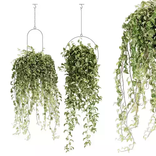 plant in hangung  pots  set 10