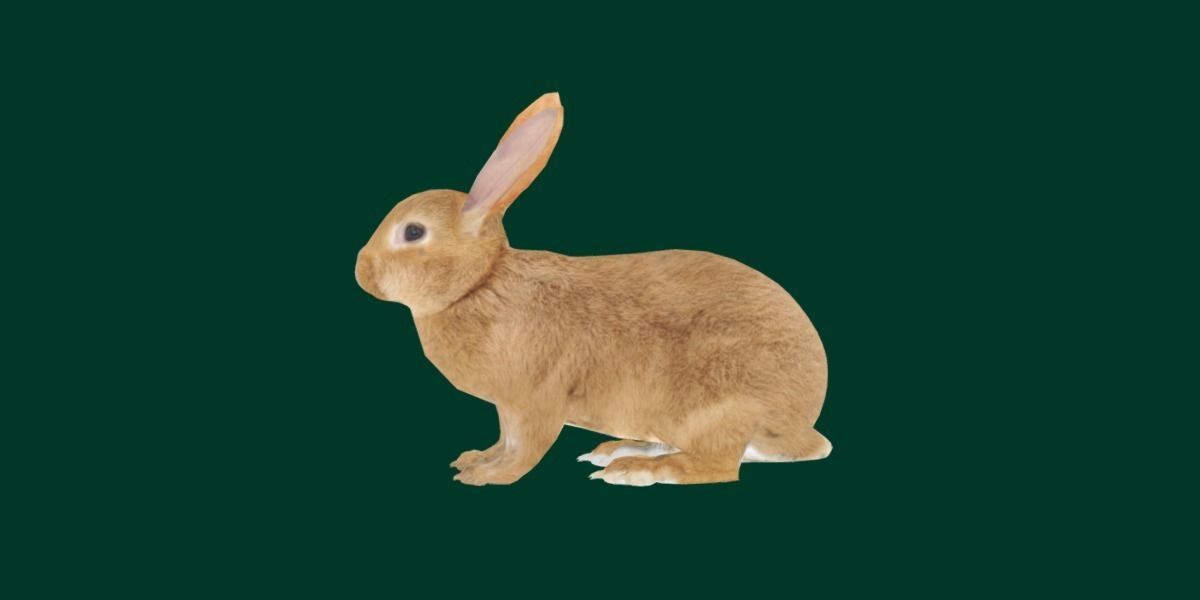 Brown Bunny Rabbit Low-poly 3D model_8