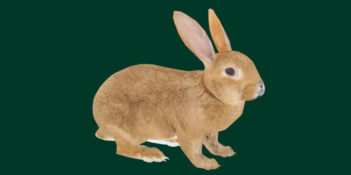 Brown Bunny Rabbit Low-poly 3D model_7