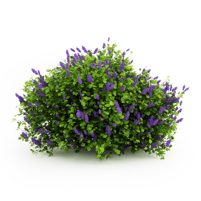 Lilac top lavender bush 3D model_3