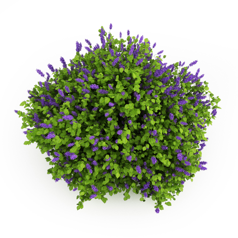 Lilac top lavender bush 3D model_1