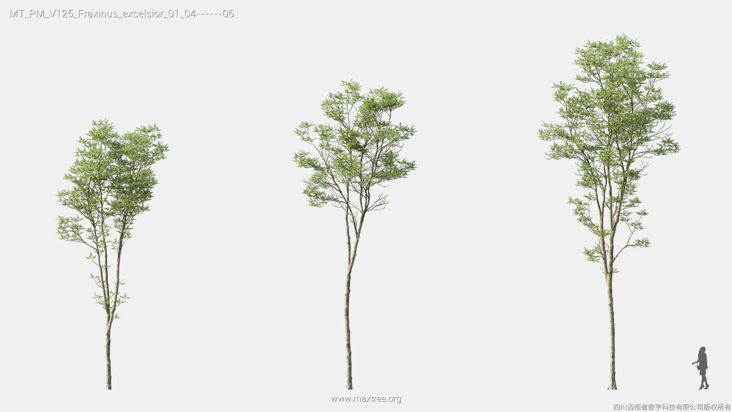 Maxtree Plant Models Vol 125 - Mesh 3D model_18