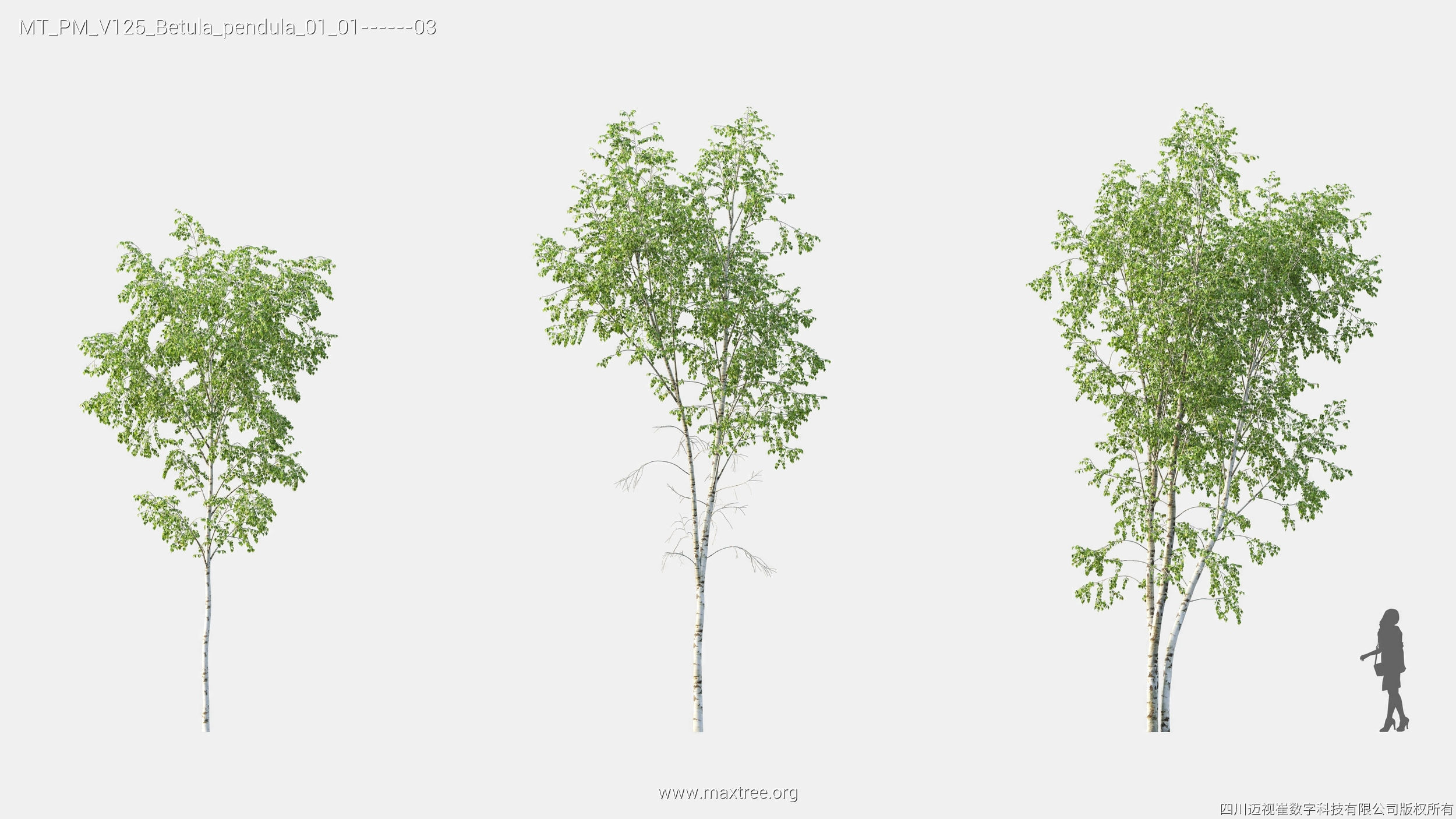 Maxtree Plant Models Vol 125 - Mesh 3D model_9