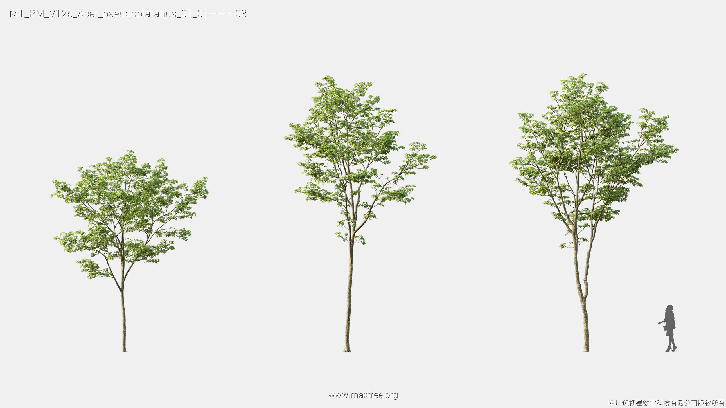 Maxtree Plant Models Vol 125 - Mesh 3D model_5