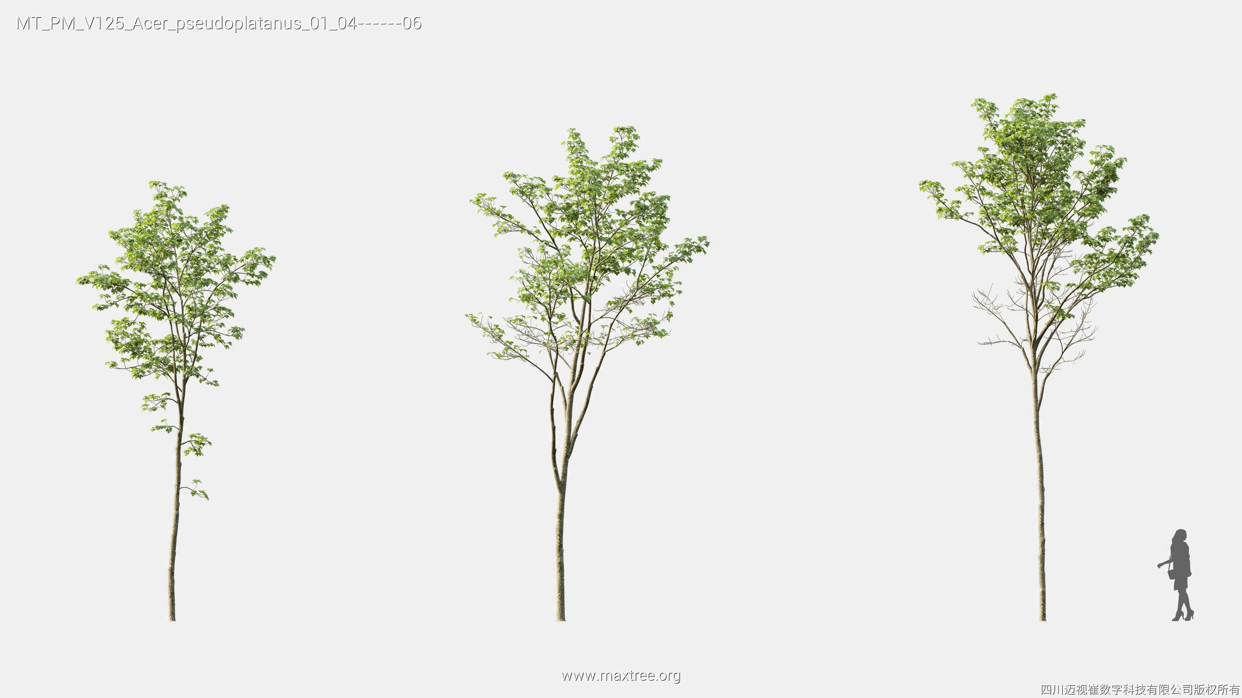 Maxtree Plant Models Vol 125 - Mesh 3D model_6