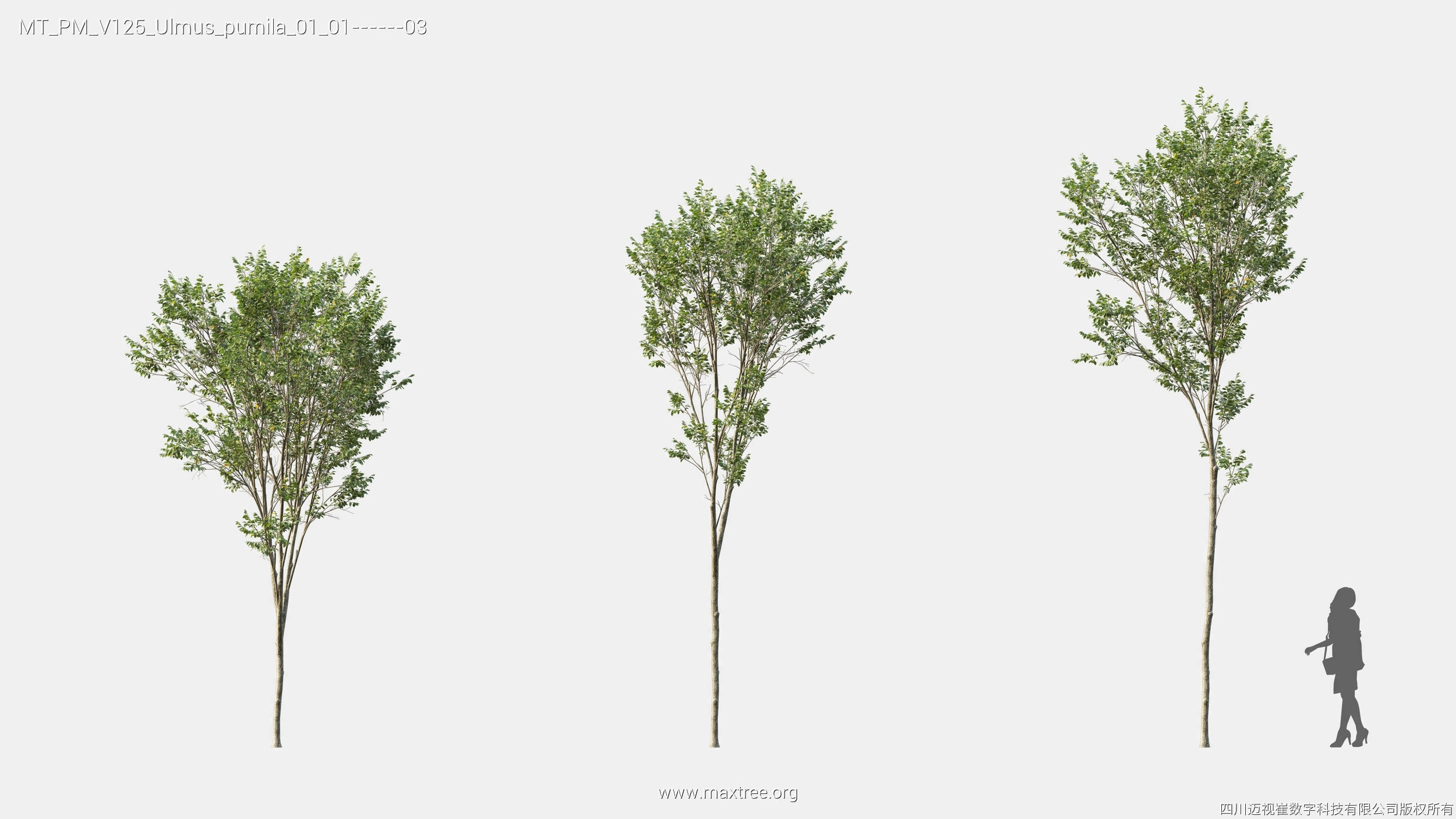 Maxtree Plant Models Vol 125 - Mesh 3D model_25