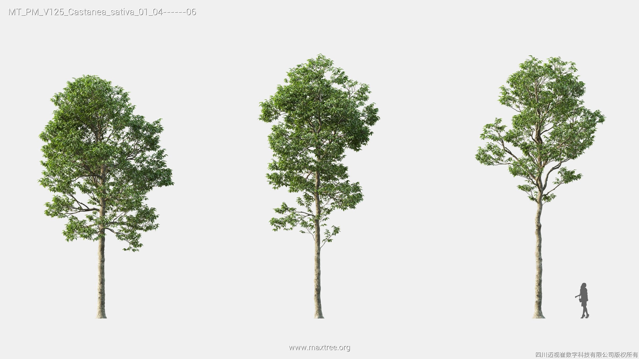 Maxtree Plant Models Vol 125 - Mesh 3D model_14
