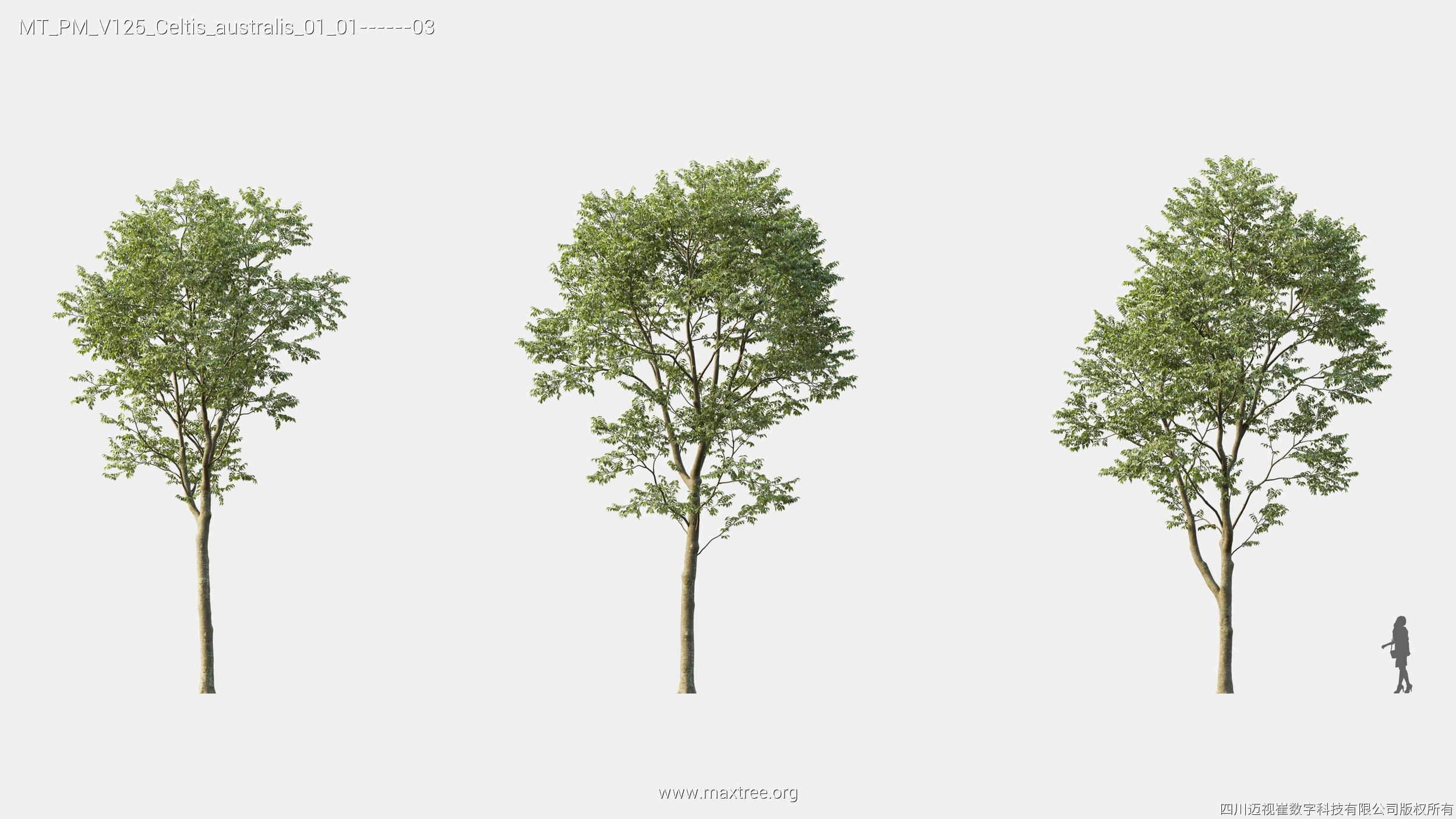 Maxtree Plant Models Vol 125 - Mesh 3D model_15