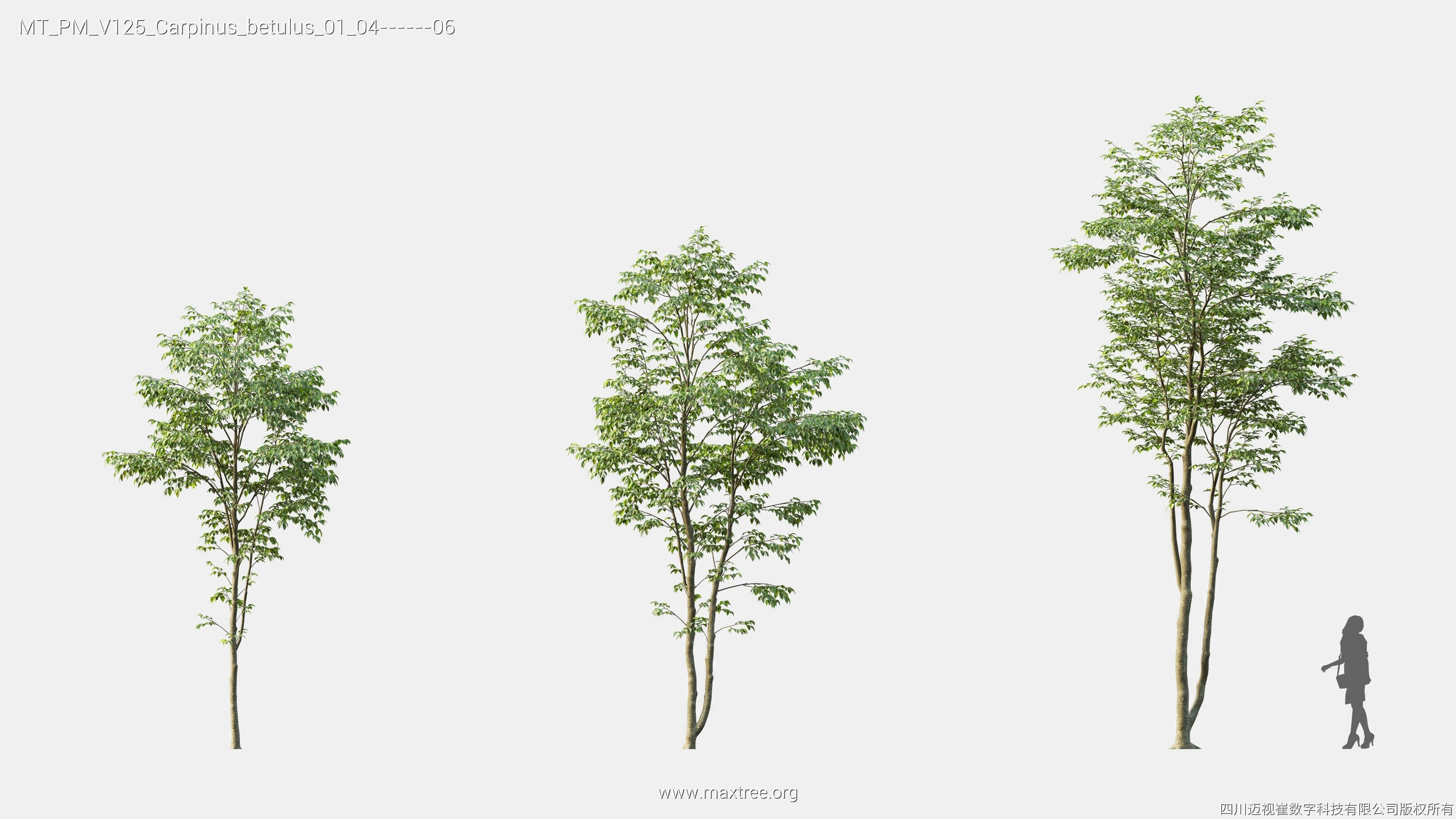 Maxtree Plant Models Vol 125 - Mesh 3D model_12