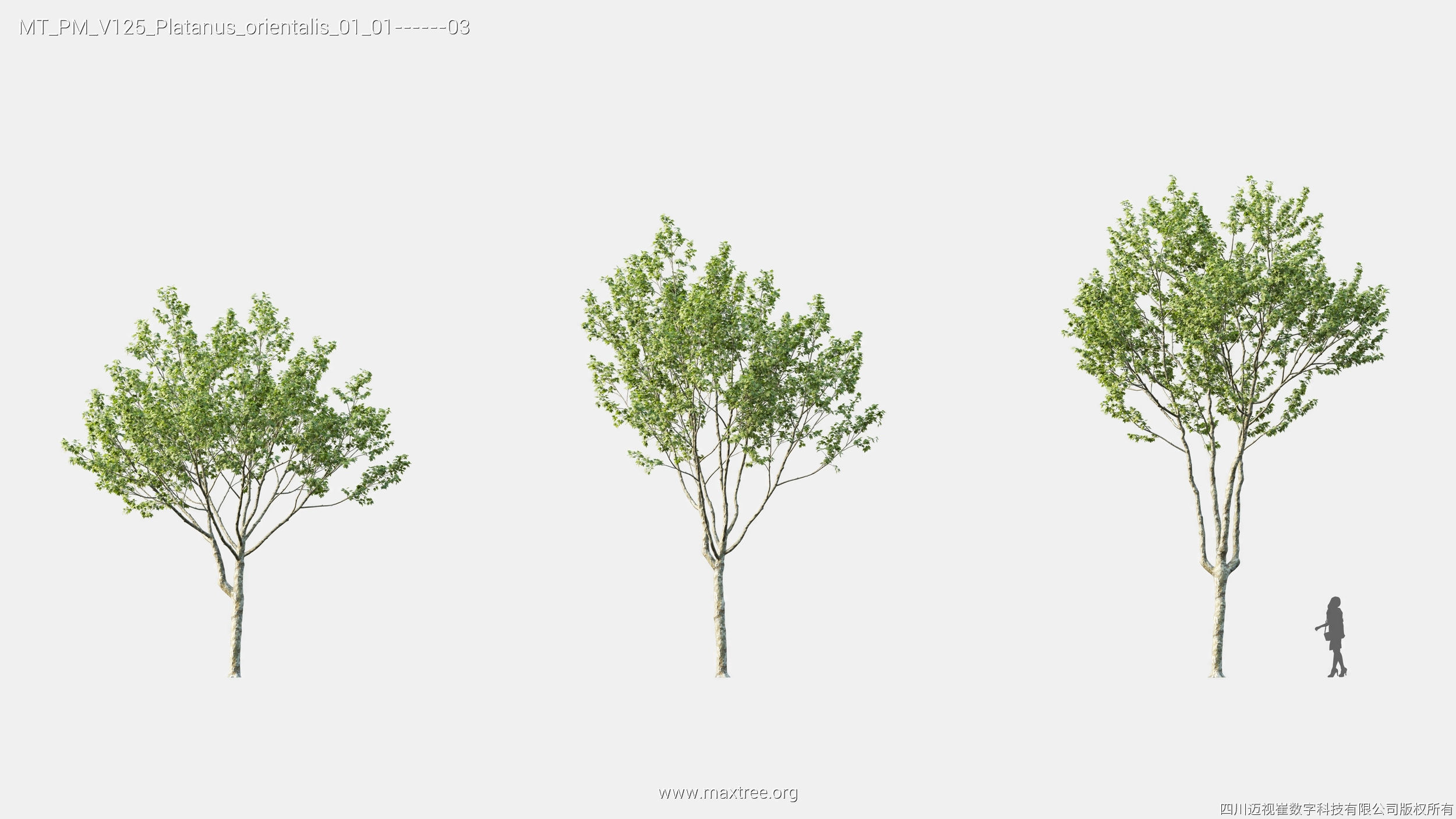 Maxtree Plant Models Vol 125 - Mesh 3D model_19