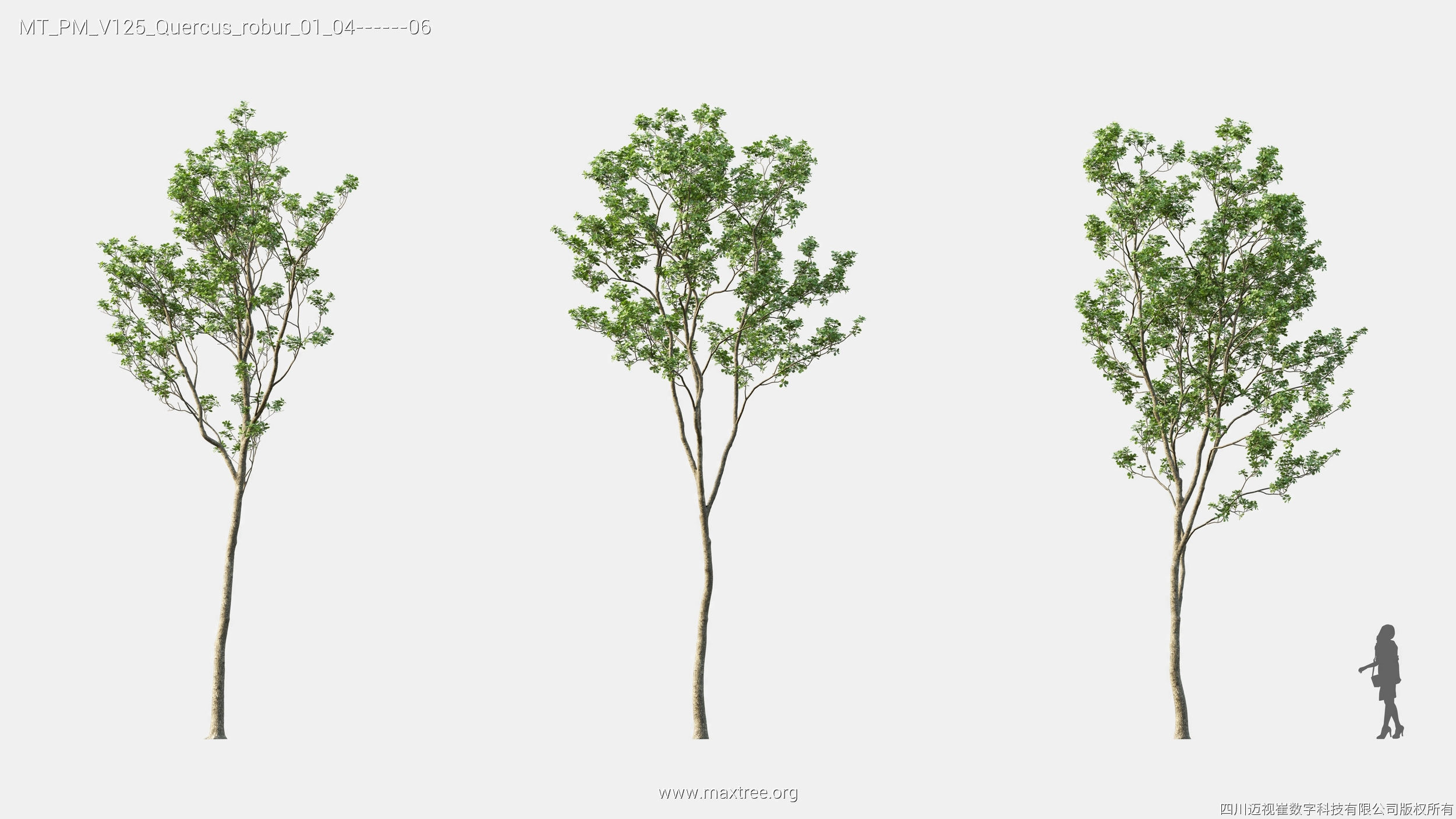 Maxtree Plant Models Vol 125 - Mesh 3D model_22