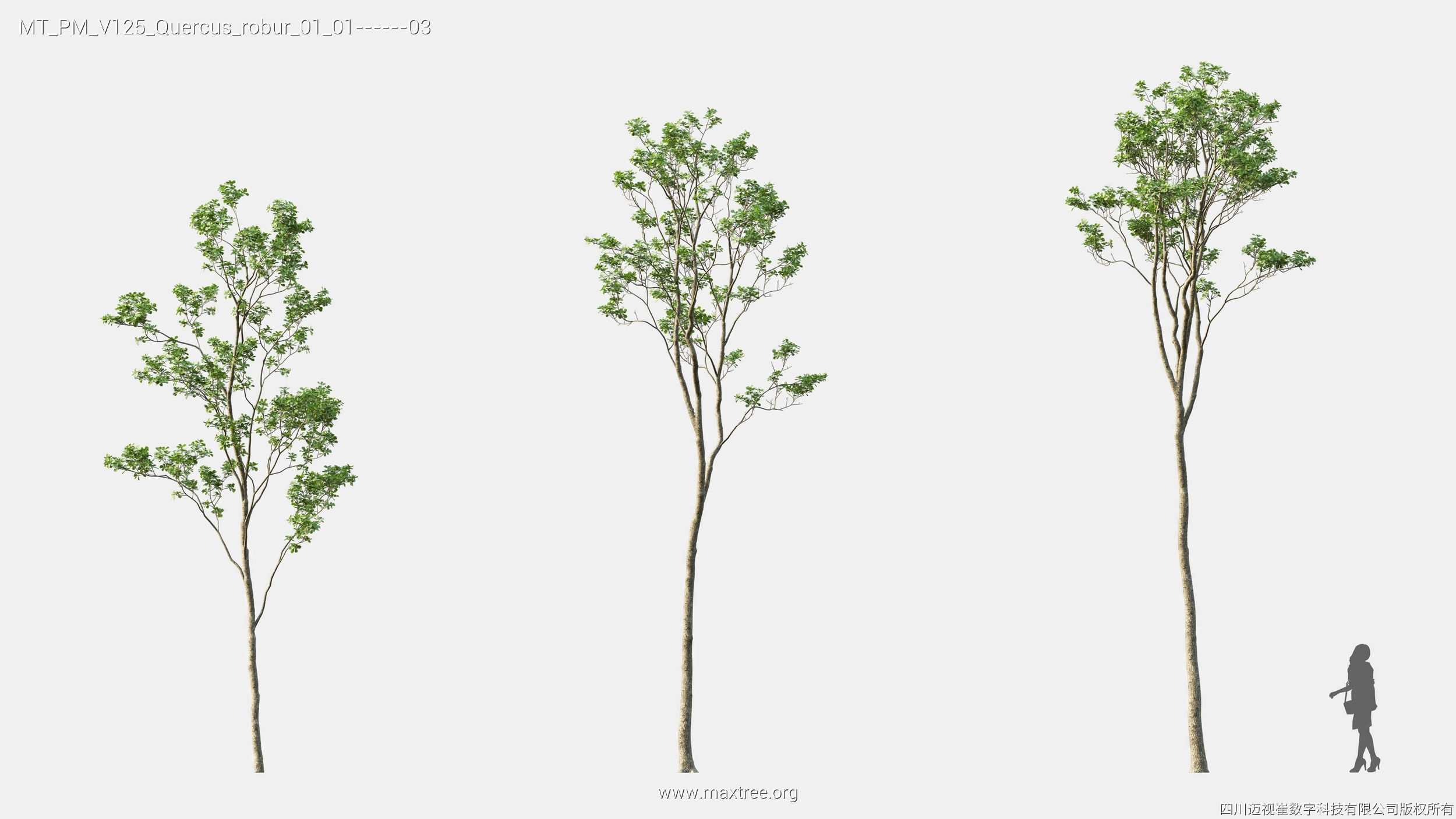 Maxtree Plant Models Vol 125 - Mesh 3D model_21