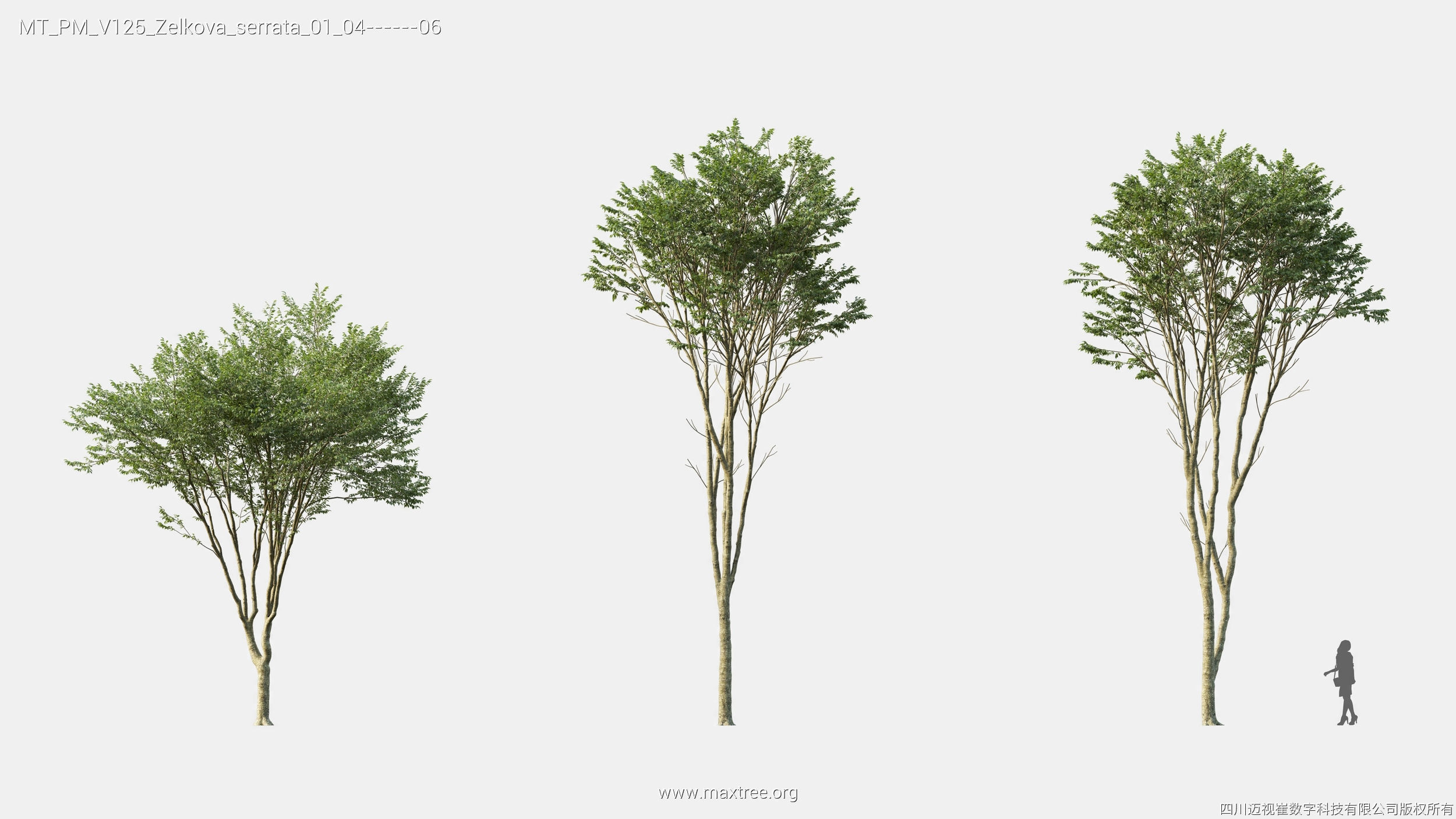 Maxtree Plant Models Vol 125 - Mesh 3D model_28