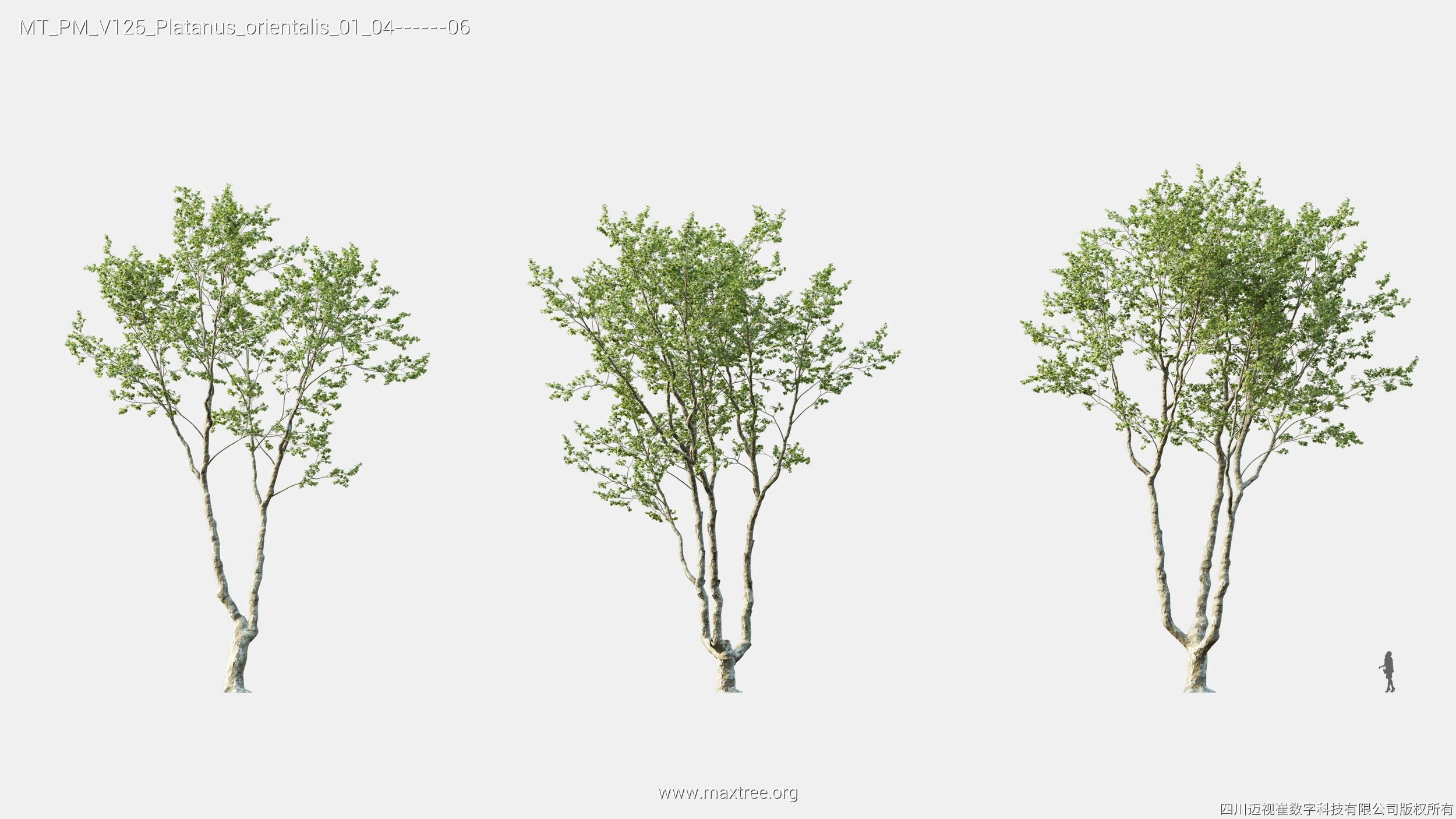 Maxtree Plant Models Vol 125 - Mesh 3D model_20