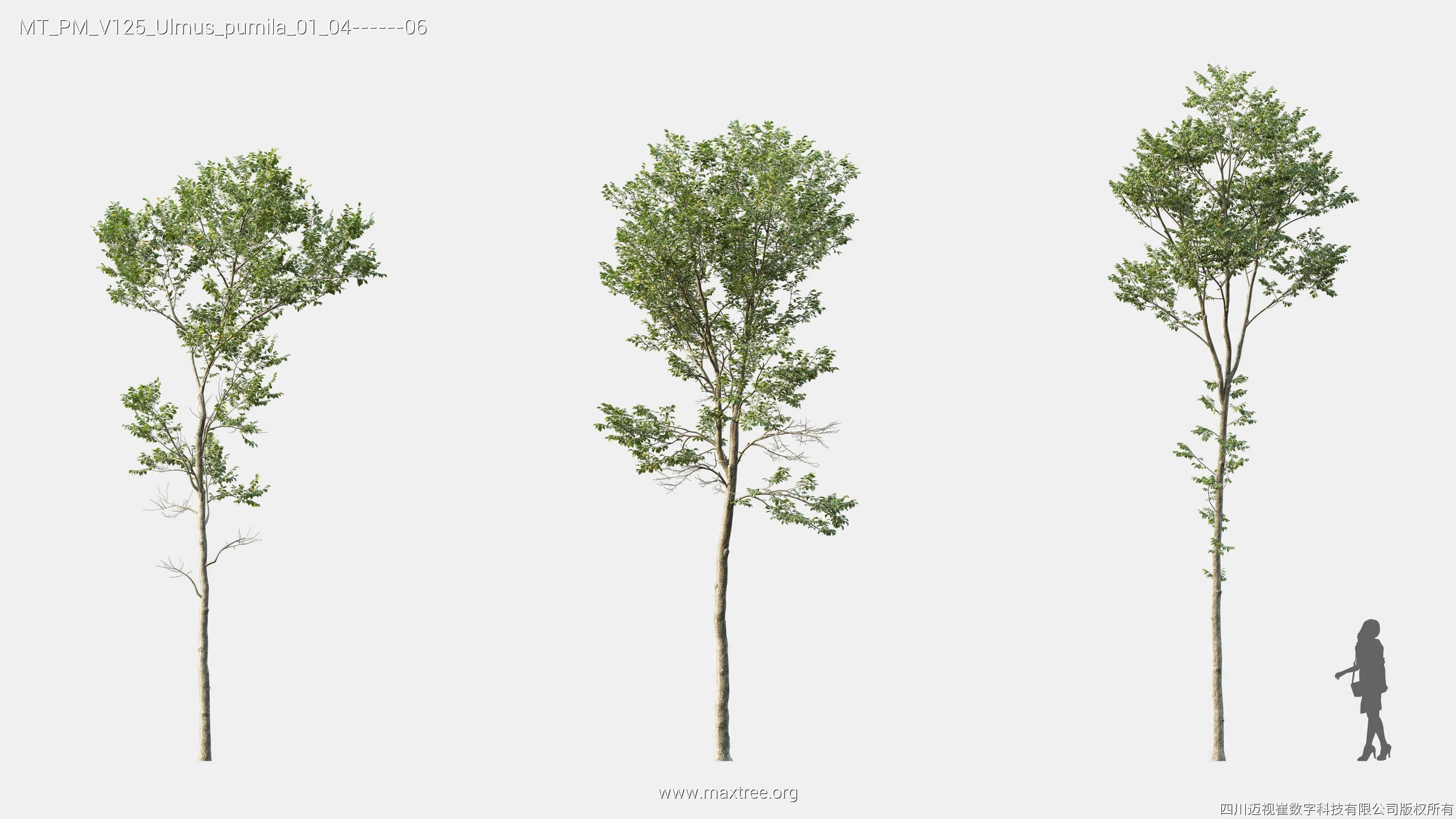 Maxtree Plant Models Vol 125 - Mesh 3D model_26