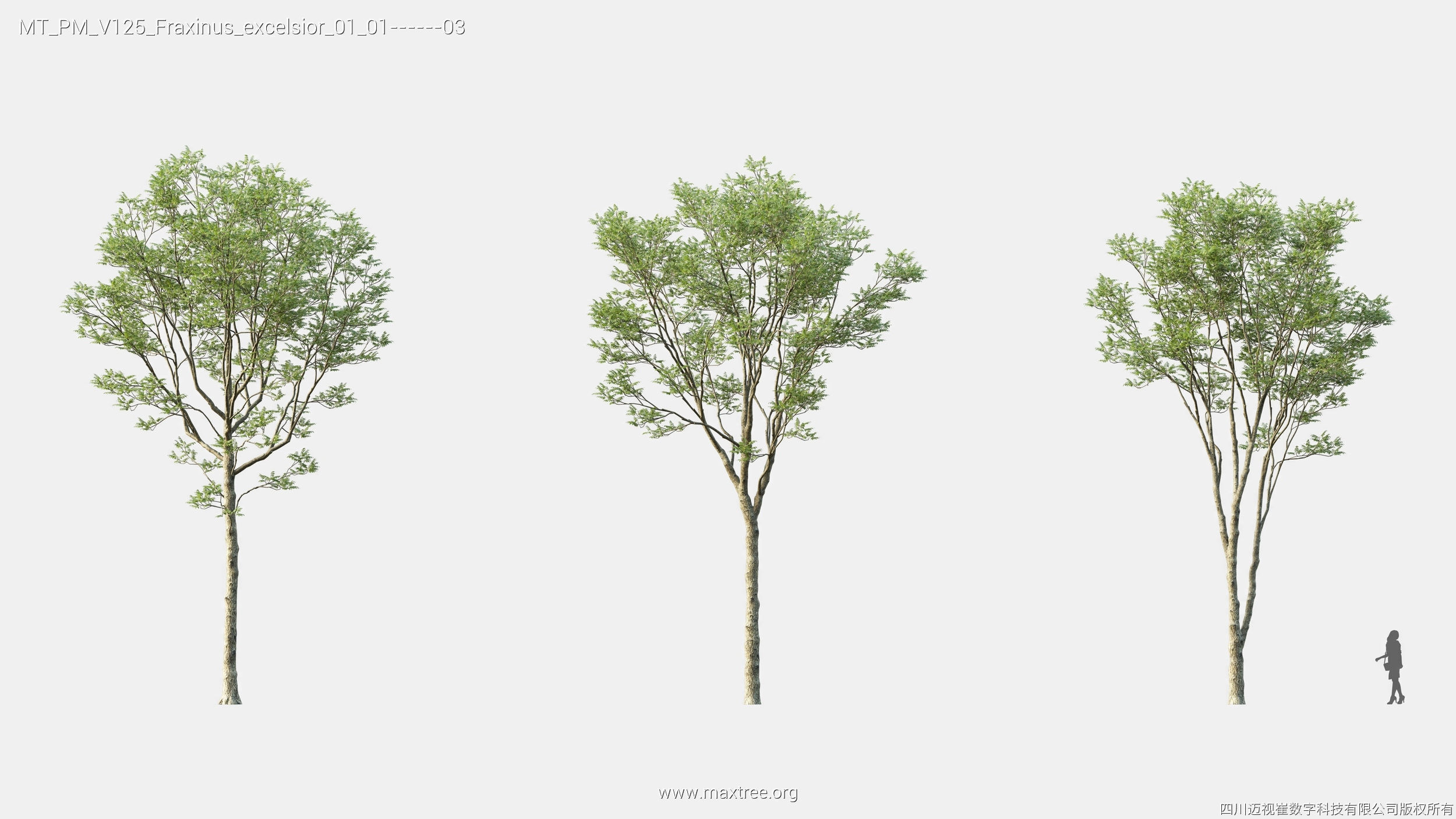Maxtree Plant Models Vol 125 - Mesh 3D model_17