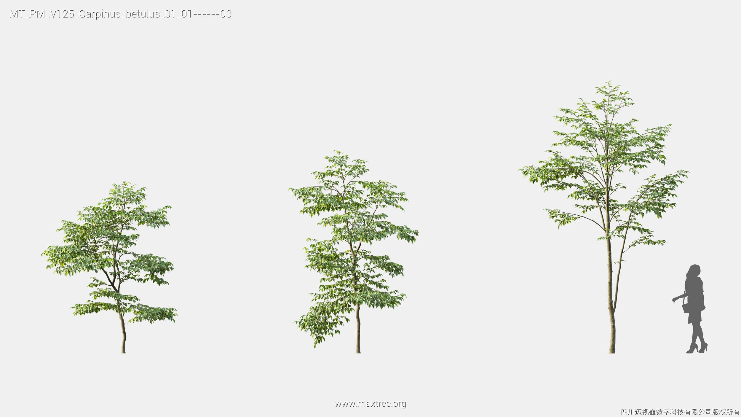 Maxtree Plant Models Vol 125 - Mesh 3D model_11