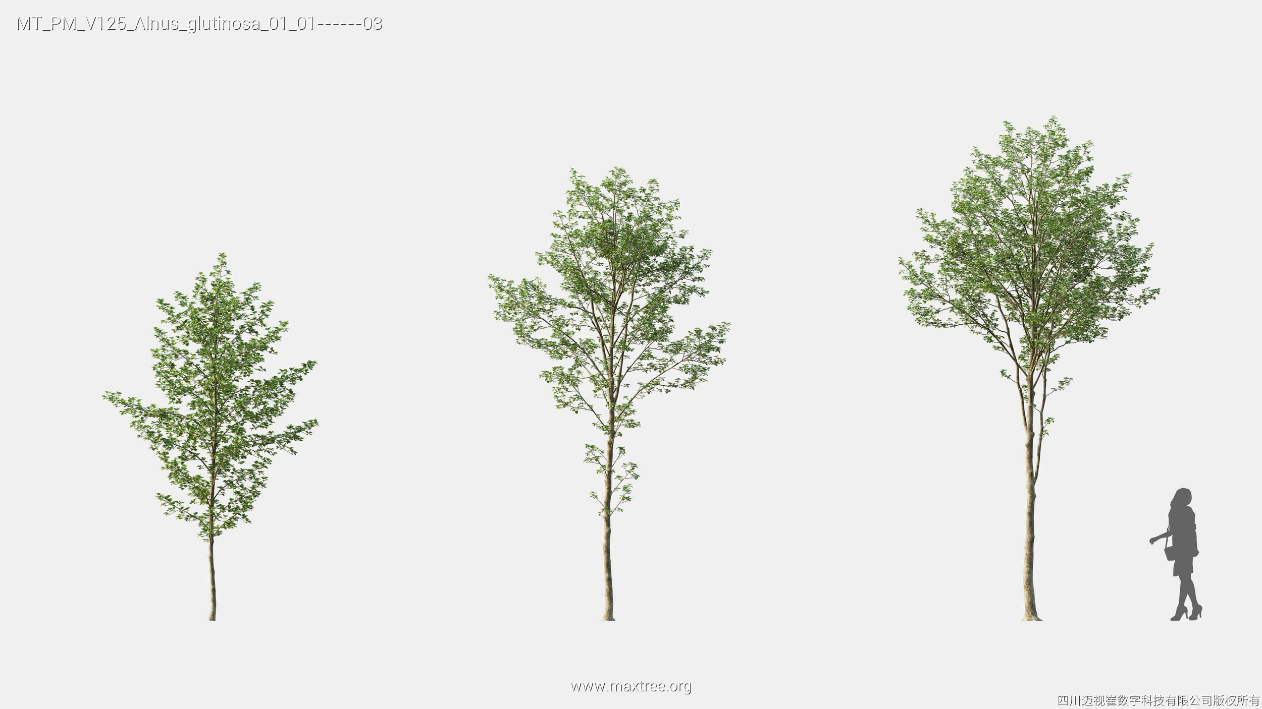 Maxtree Plant Models Vol 125 - Mesh 3D model_7