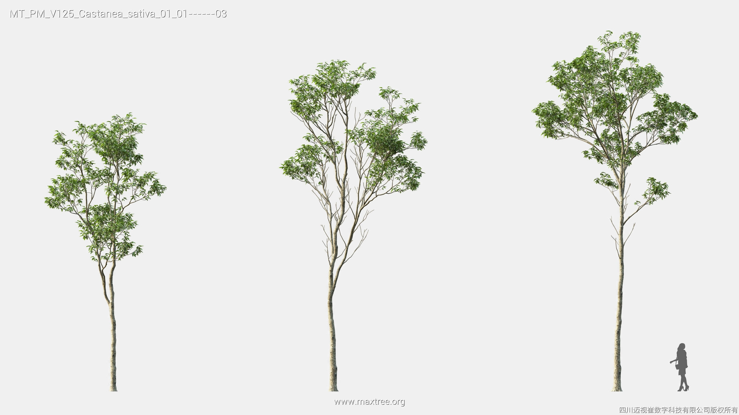 Maxtree Plant Models Vol 125 - Mesh 3D model_13