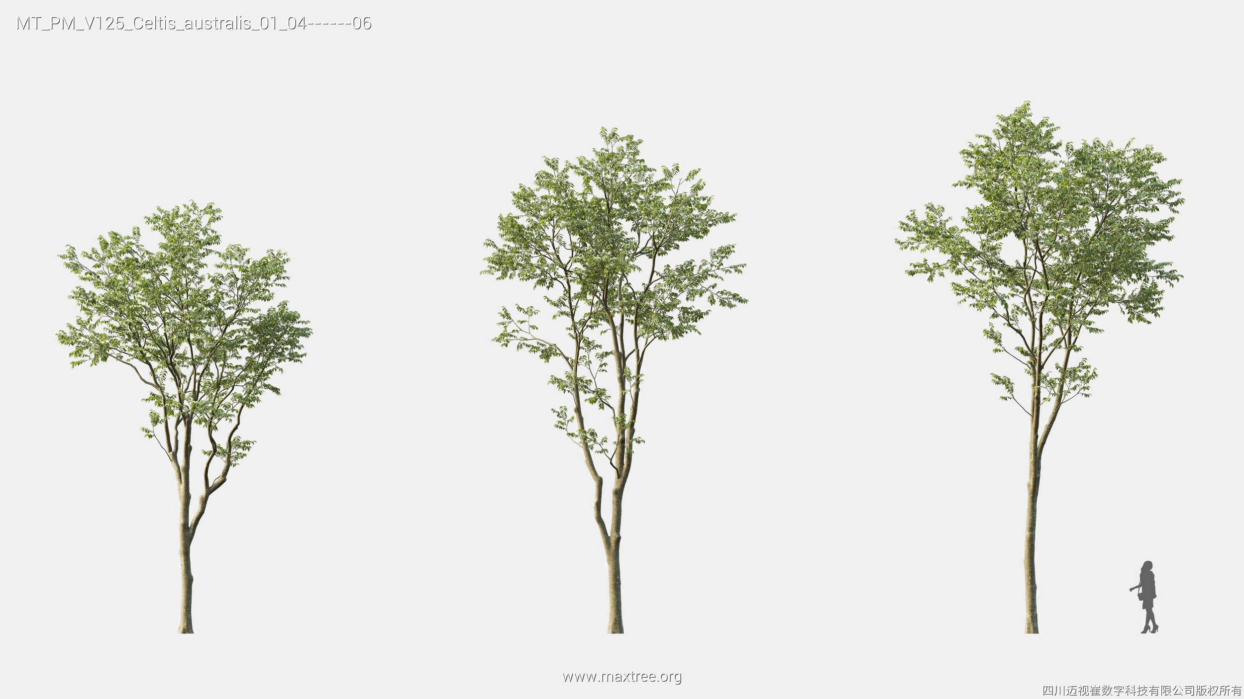 Maxtree Plant Models Vol 125 - Mesh 3D model_16