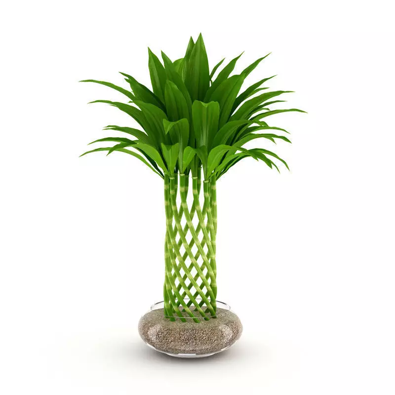 Bamboo Plant 3D model