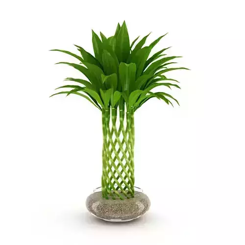 Bamboo Plant 3D model