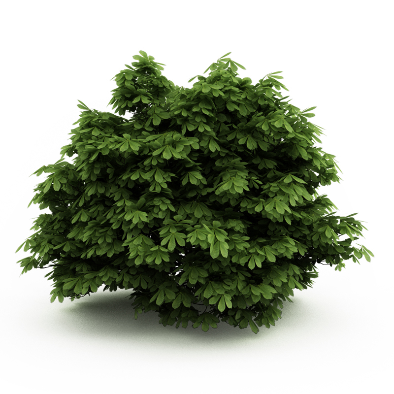 Bottlebrush Buckeye 3D model_3