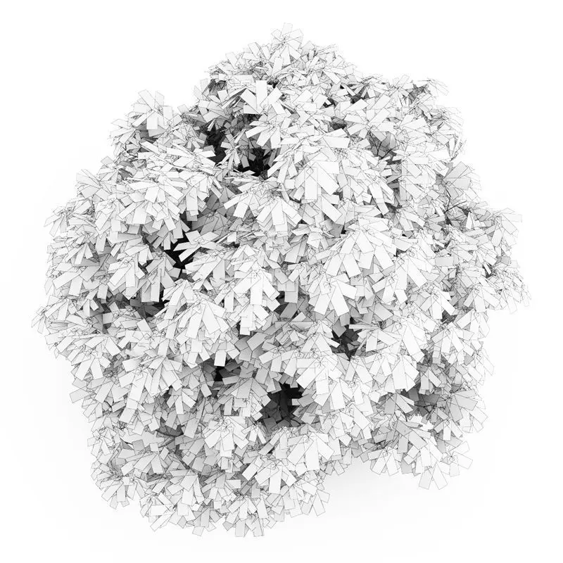 Bottlebrush Buckeye 3D model_0