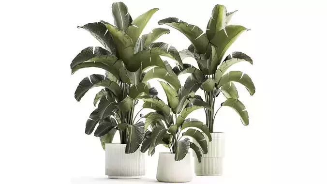 Beautiful Strelitzia bush plants in a flower pot 1318