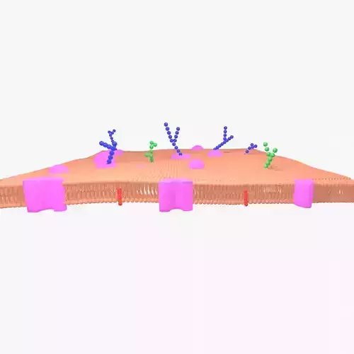 phospholipid cell membrane Low-poly 3D model