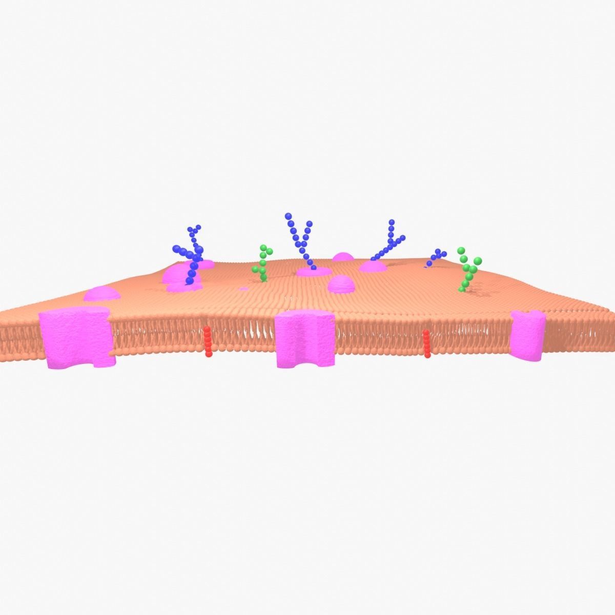 3D model phospholipid cell membrane VR / AR / low-poly | CGTrader