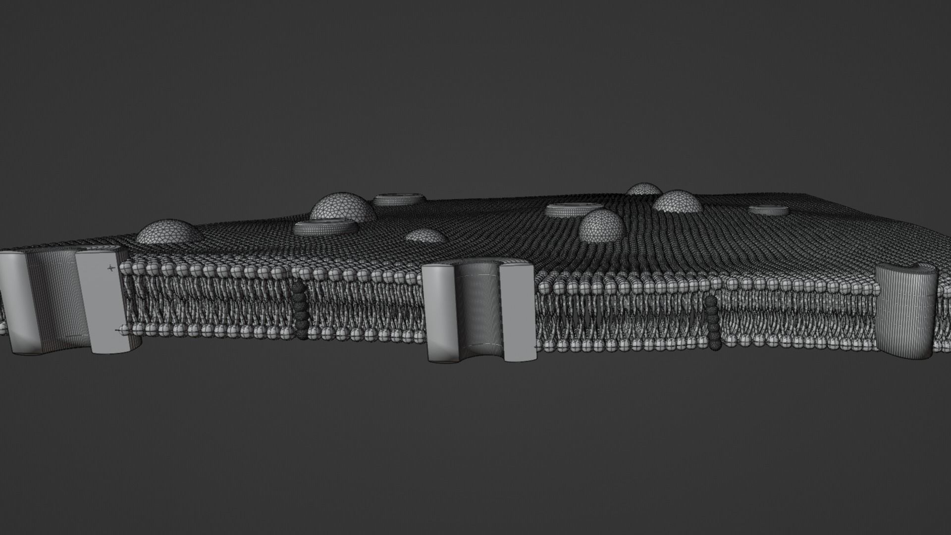 3D model phospholipid cell membrane VR / AR / low-poly | CGTrader