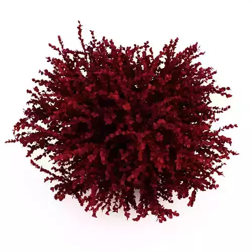 Red Leaf Japanese Barberry