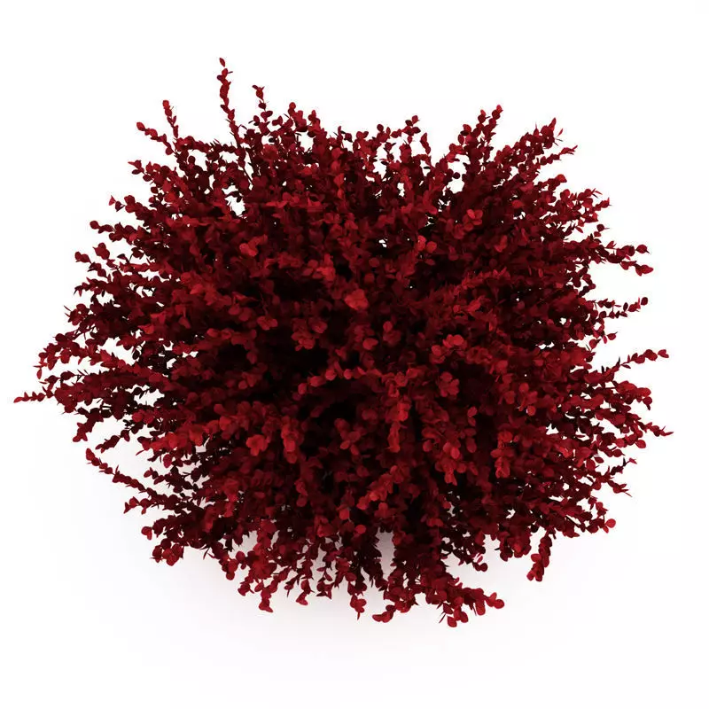 Red Leaf Japanese Barberry 3D model
