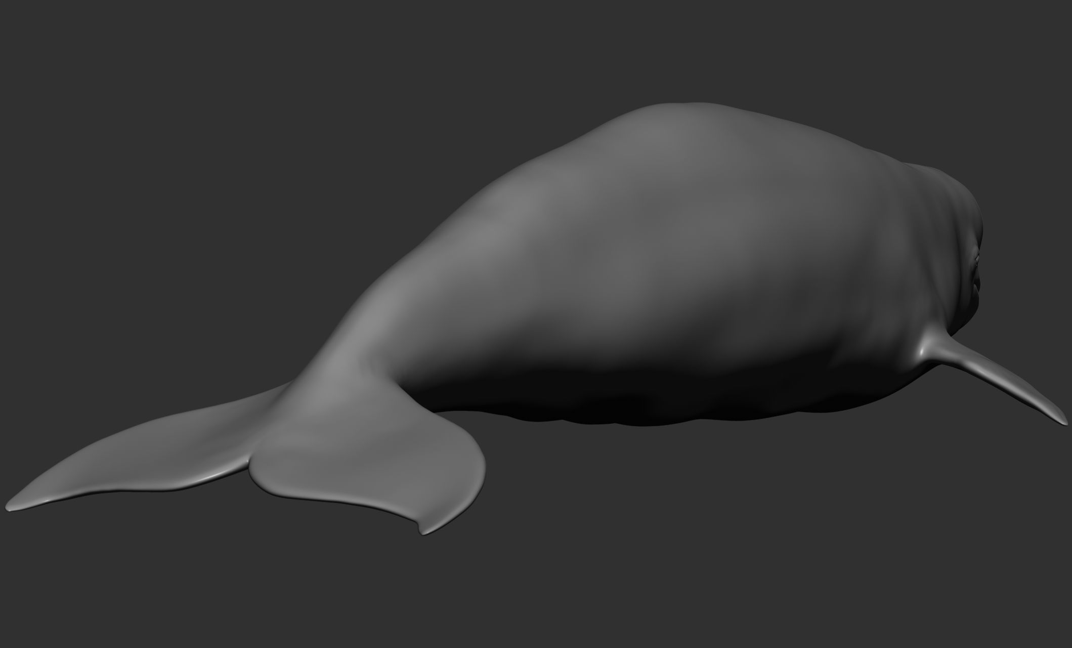 Ocean Wildlife 3D model_27