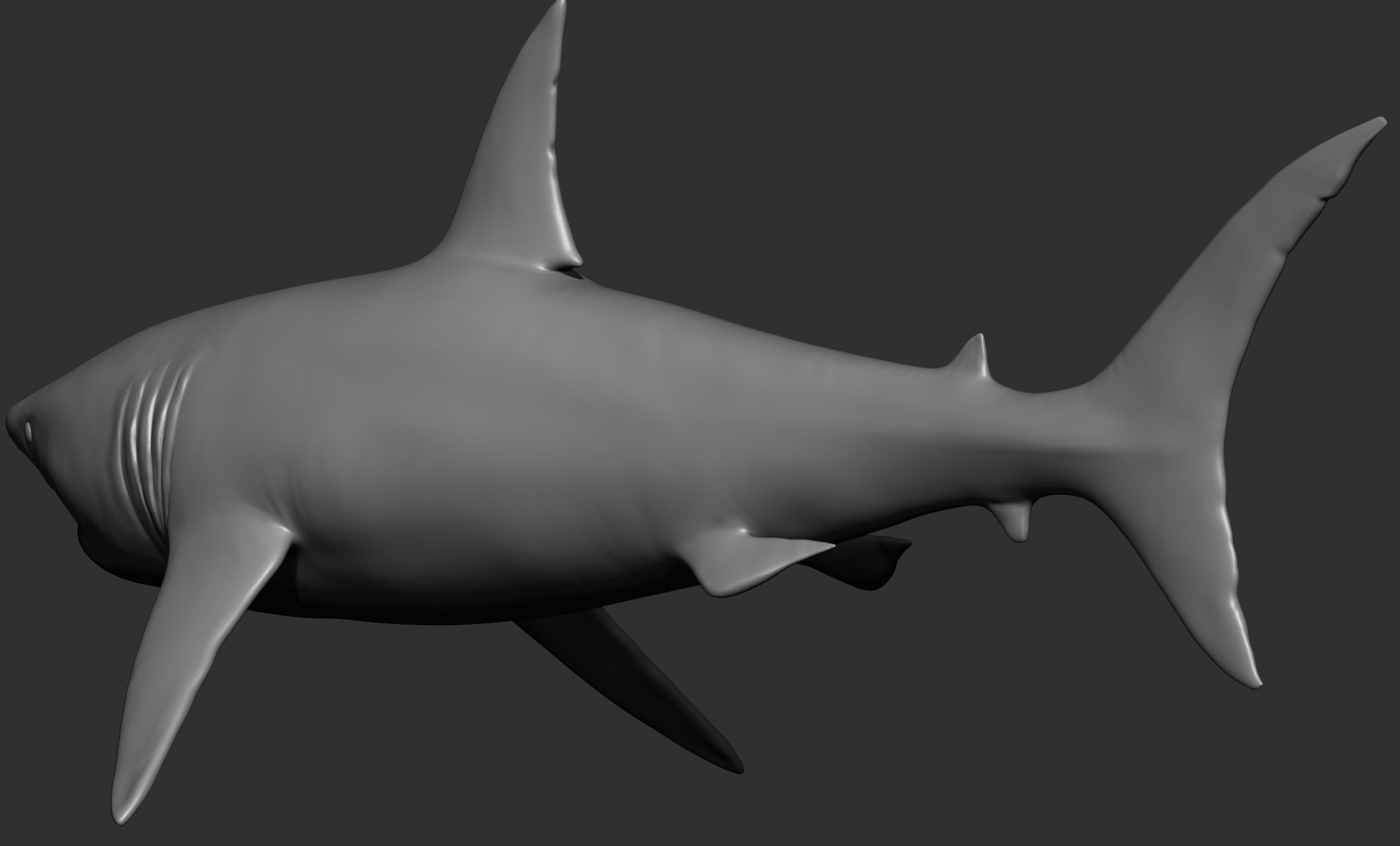 Ocean Wildlife 3D model_3