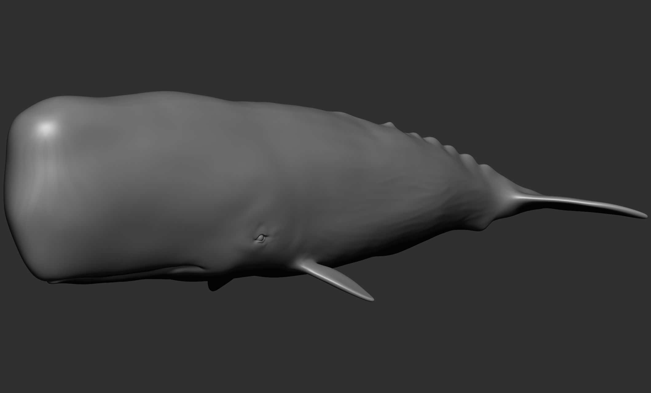 Ocean Wildlife 3D model_35