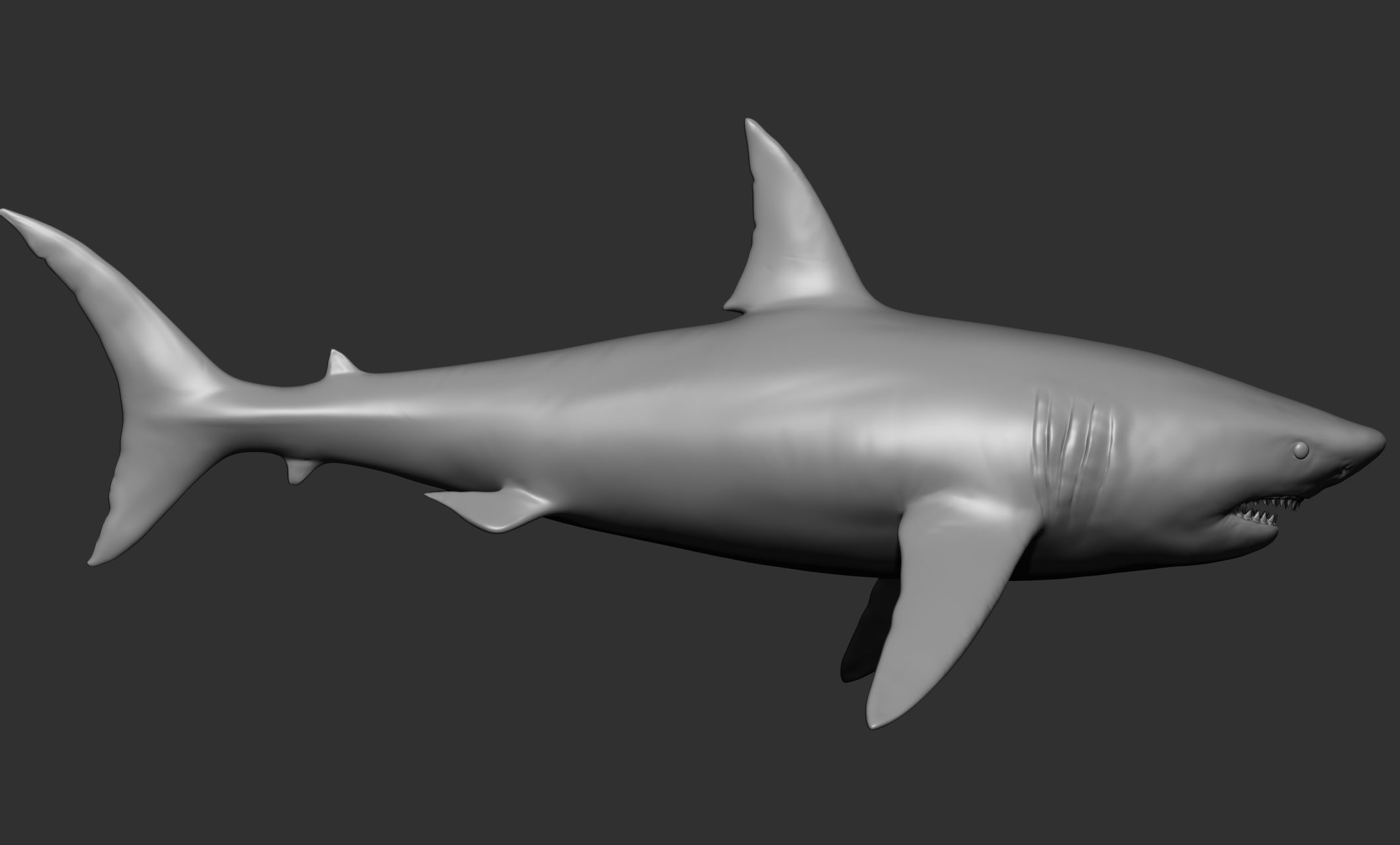 Ocean Wildlife 3D model_5