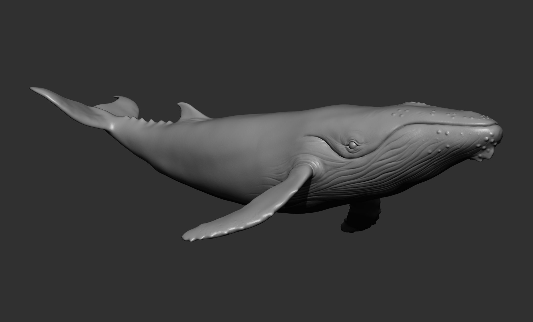 Ocean Wildlife 3D model_16