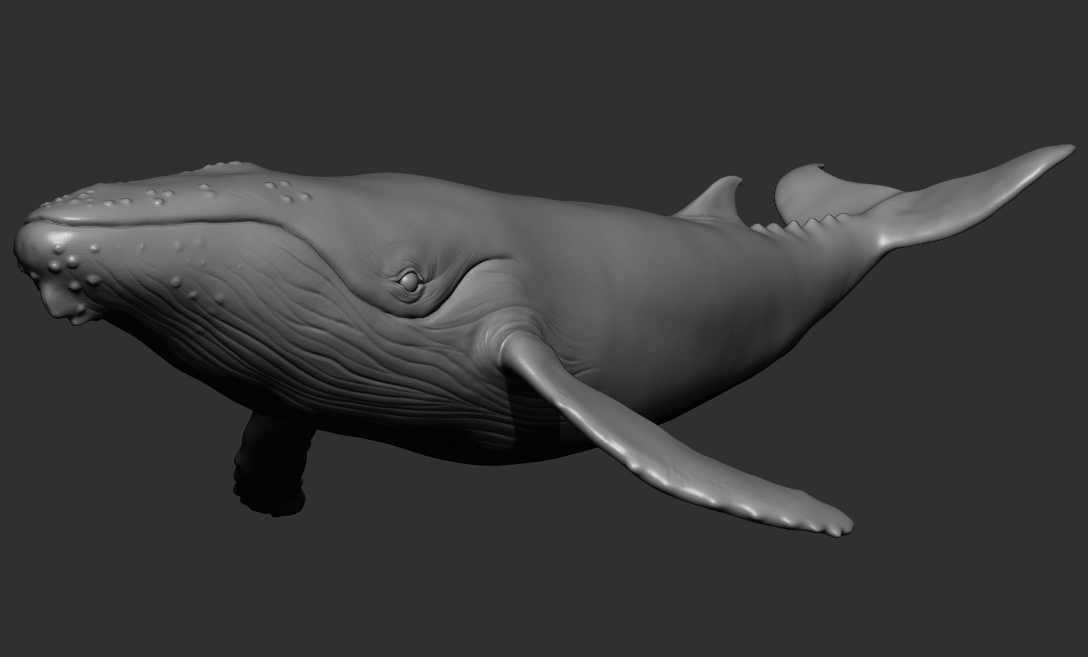 Ocean Wildlife 3D model_14