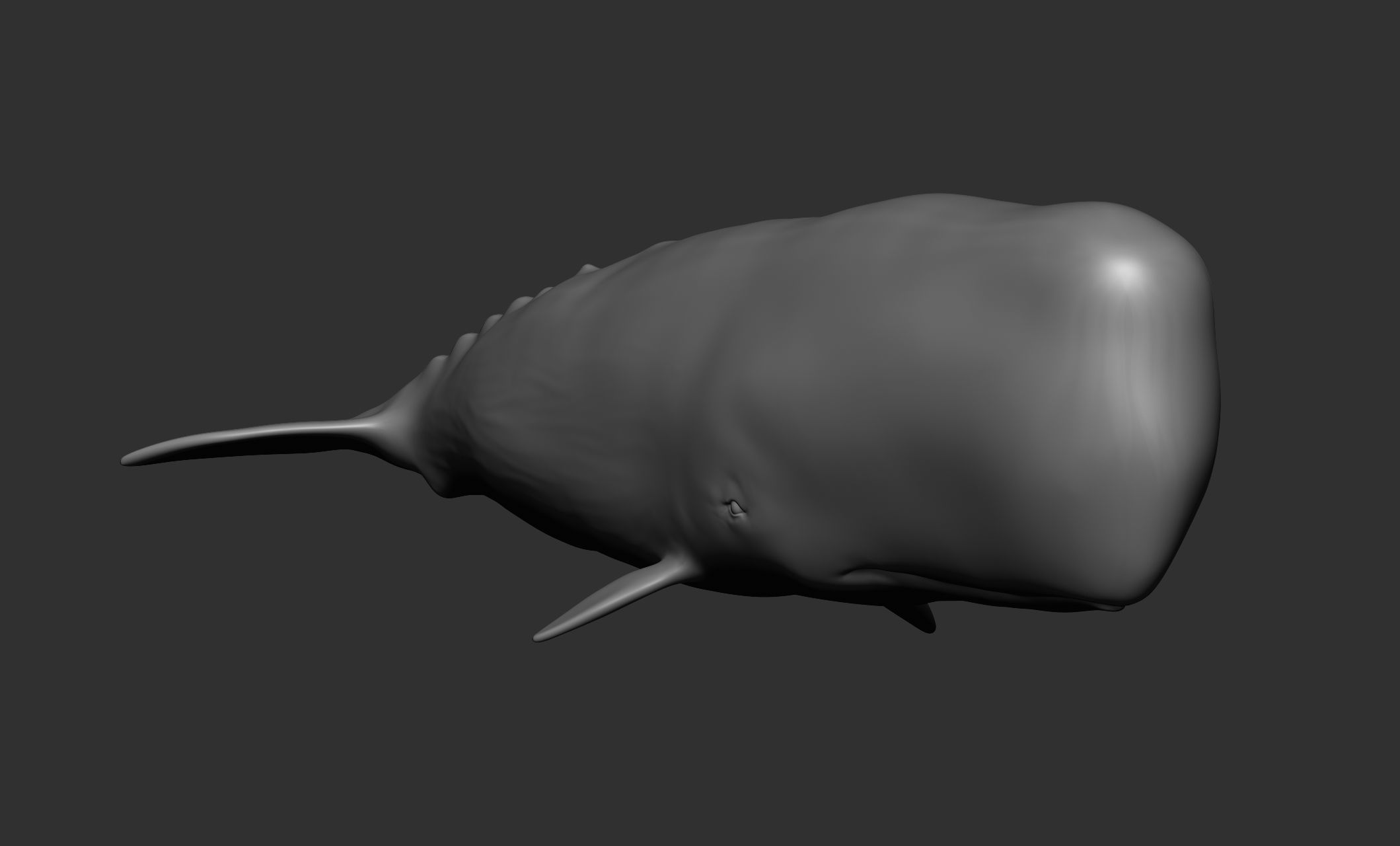 Ocean Wildlife 3D model_36