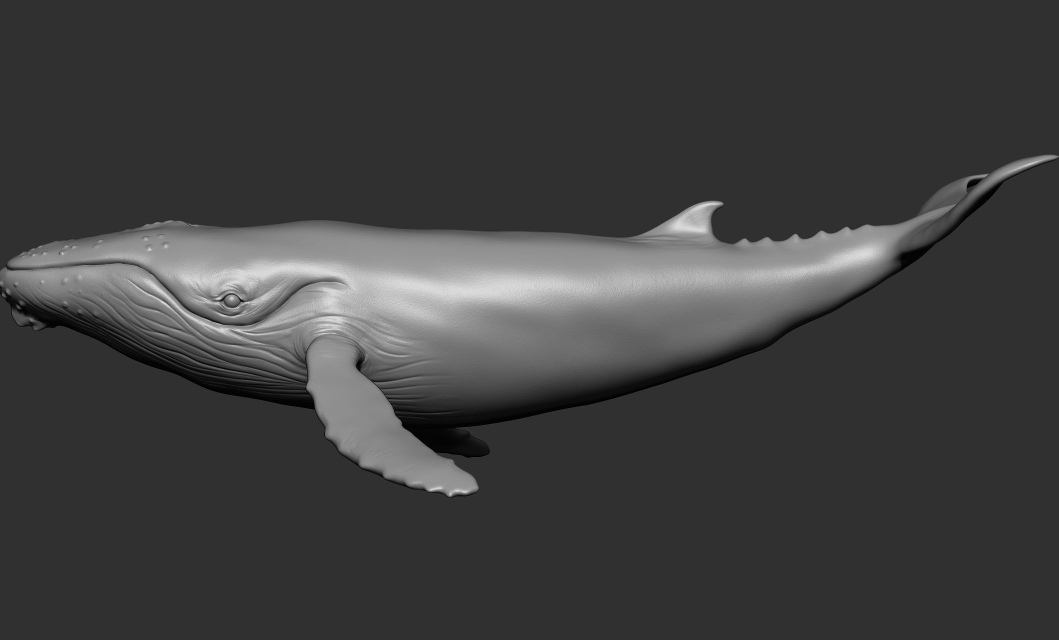 Ocean Wildlife 3D model_13