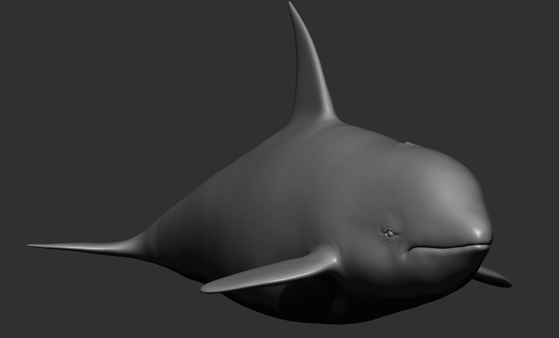 Ocean Wildlife 3D model_32