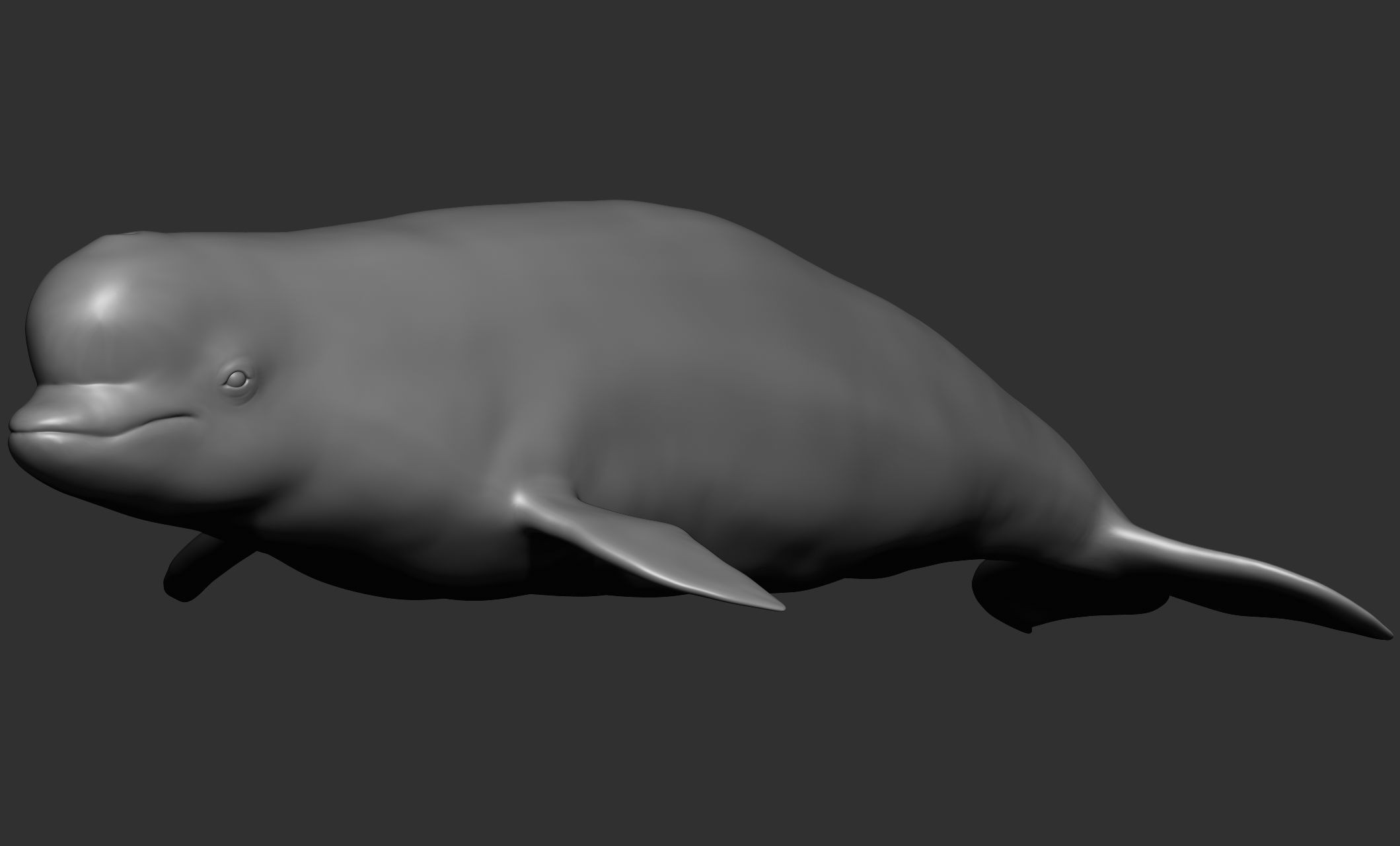 Ocean Wildlife 3D model_24