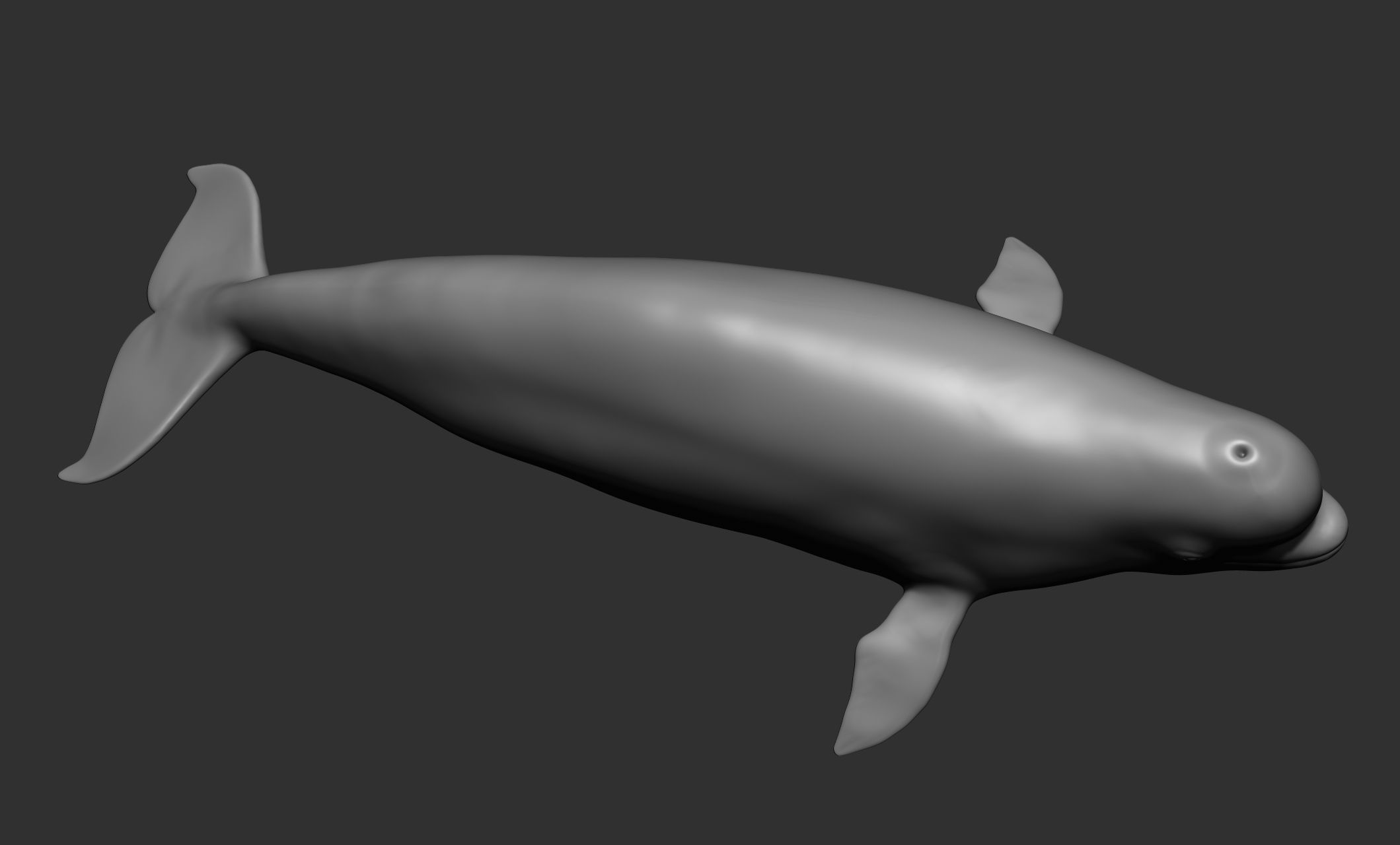 Ocean Wildlife 3D model_29