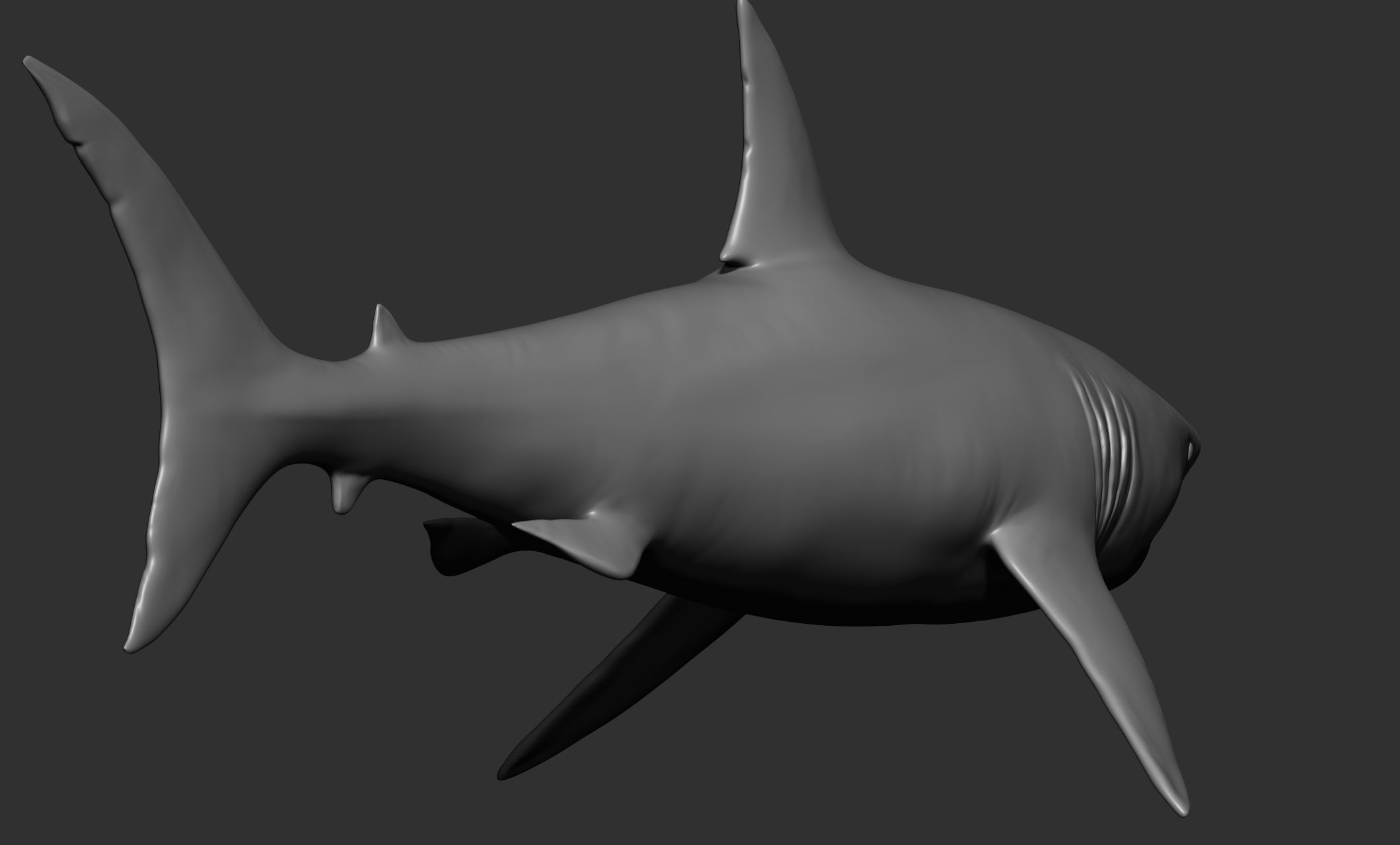 Ocean Wildlife 3D model_4