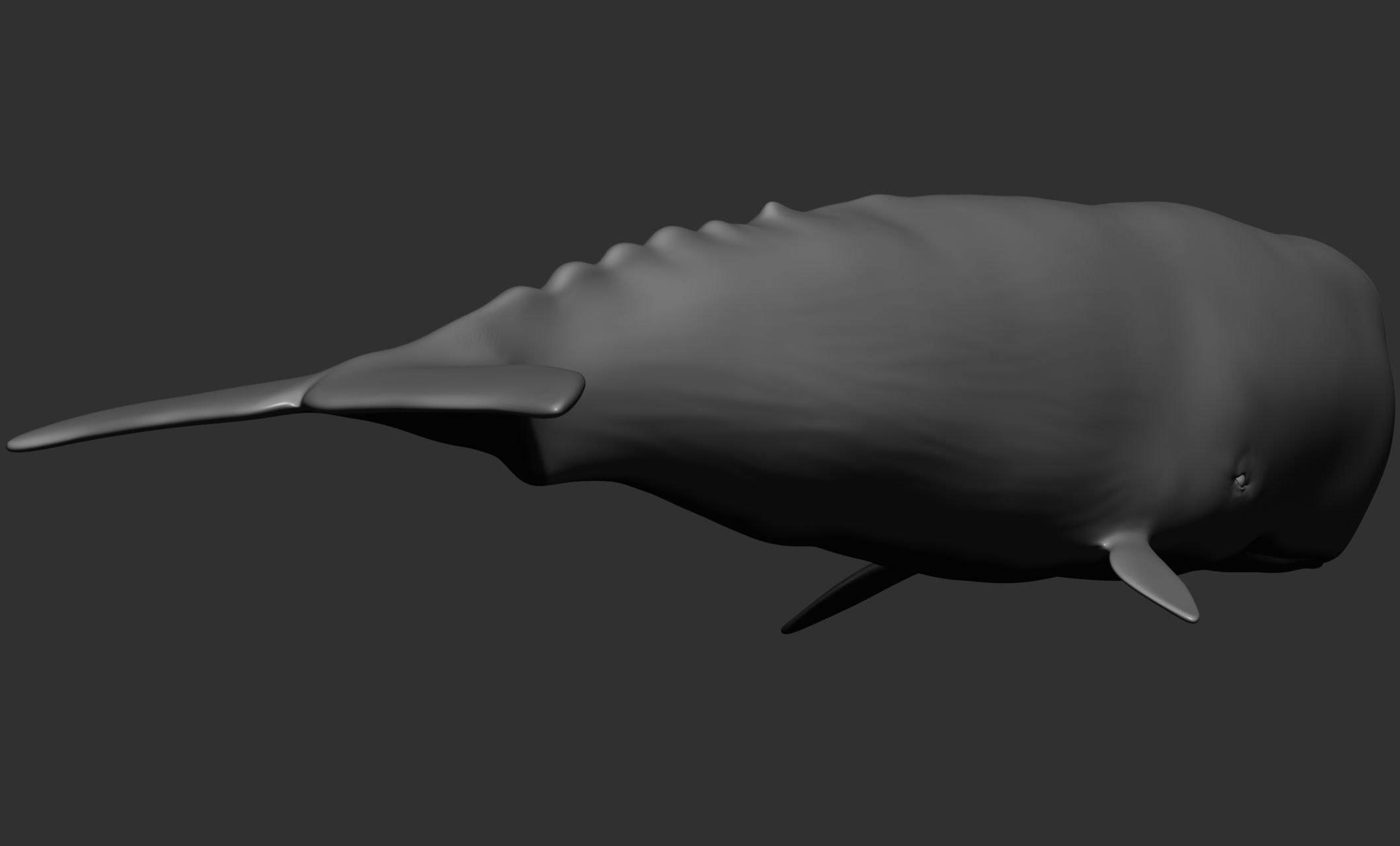 Ocean Wildlife 3D model_37